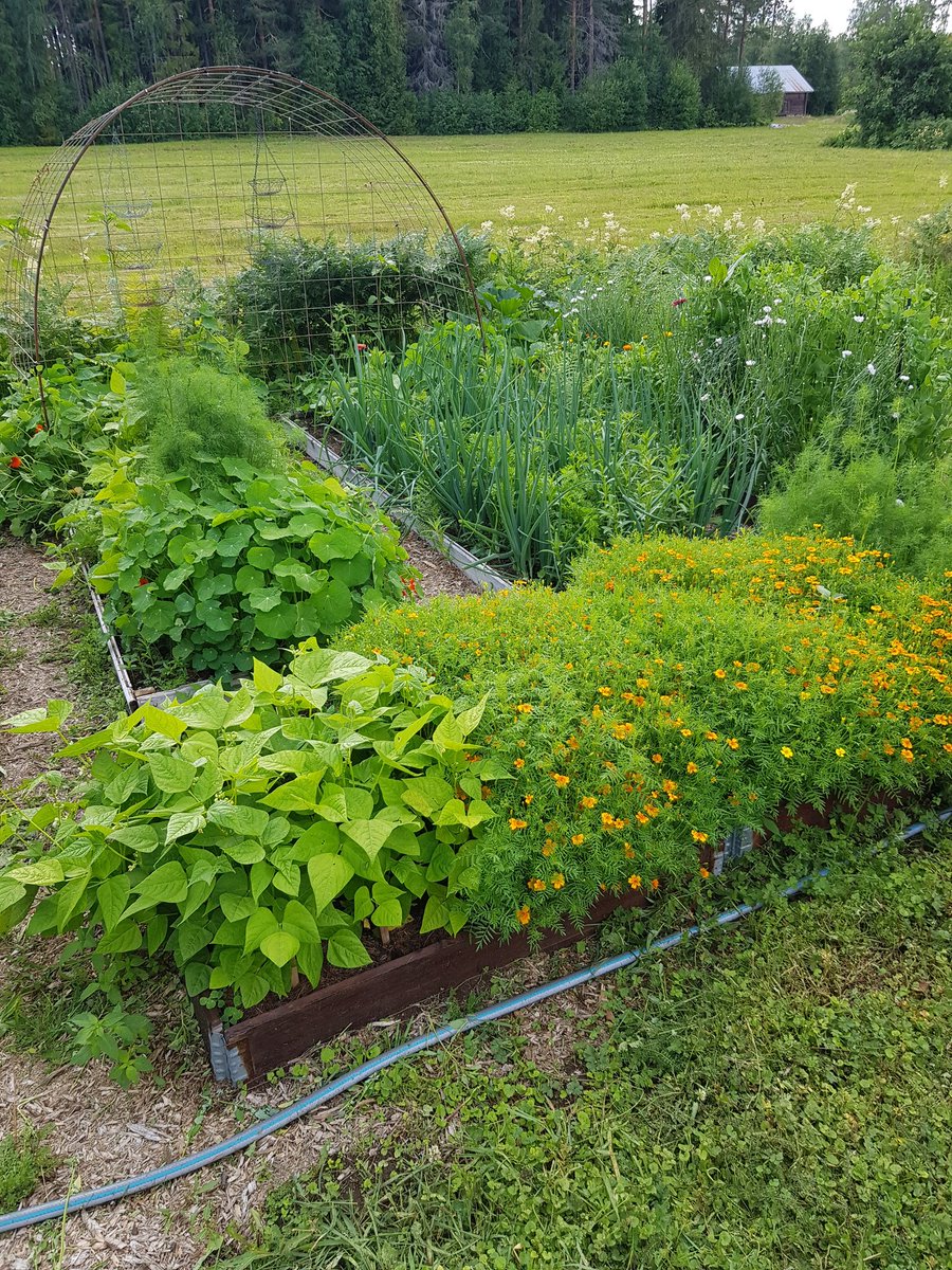 MarkettaVainio's tweet photo. Niin sitä vaan taas kerran aloitettin puutarha nollasta. Mutta rehevä ja ihana tuli.
#uusipuutarha #puutarha #kasvimaa https://t.co/dAYdEGc3GA