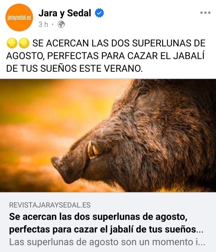 JOrtegaFr's tweet photo. "Nadie ama más que nosotros a los animales".
"Cazamos por gestión".
"Cazar no es matar"...

Pero aprovechando que con estas lunas hay más luz y su vulnerabilidad es aún mayor, este agosto asesinaremos fácilmente al jabalí que deseamos en nuestros sueños de sociópatas violentos. https://t.co/POWfAqwTqz