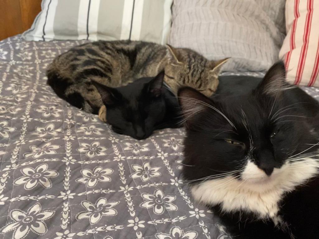 SatuLinnaranta's tweet photo. Sleeping with boys. #selfie #taavi #cats https://t.co/6VZup8wy3T