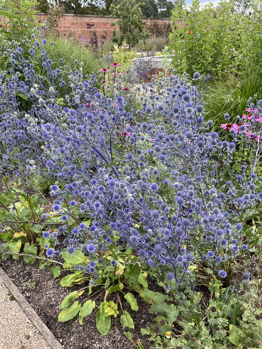 Geoggardener's tweet photo. RHS Bridgewater #walledgarden #RHS #rhsbridgewater #gardens https://t.co/8jRnhYK4mr