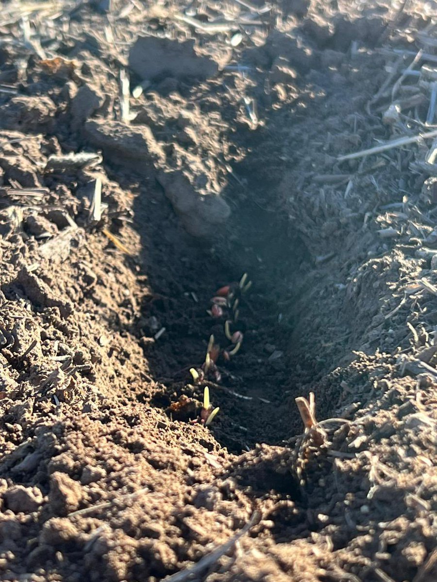 juancholamarque's tweet photo. Nació el trigo 🌾 @GeneracionHb4 variedad: Pilcomayo sembrado con toda la tecnología de @RizobacterARG #Compinche #Microstar @BioceresCropS esperamos dar vuelta la mala racha de lluvias. La buena: cosecharemos con gobierno nuevo 👋 https://t.co/HFWDxYCuUx