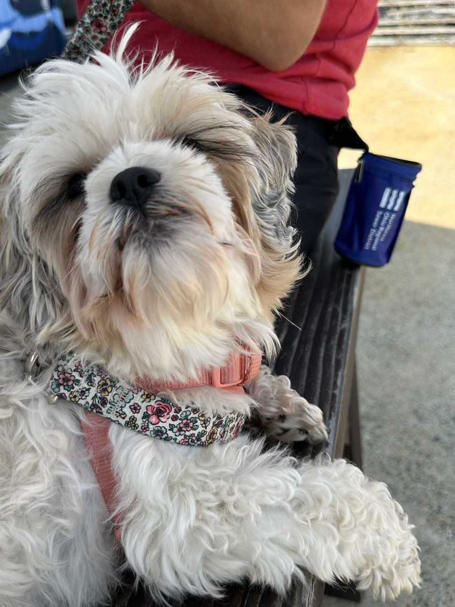 Shout out to our fav employee Shelli at <a href="/neorsd/">NE Ohio Regional Sewer District</a> for the pup swag! Brought it all the Boston!