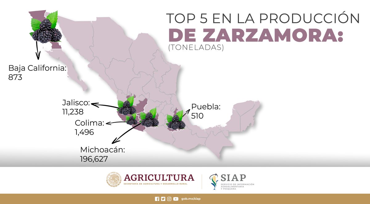 DGSIAP_Mx's tweet image. La producción de #Zarzamora en los últimos 10 años ha registrado una tasa anual de crecimiento de 4.7%. 
#AgriculturaMexicana