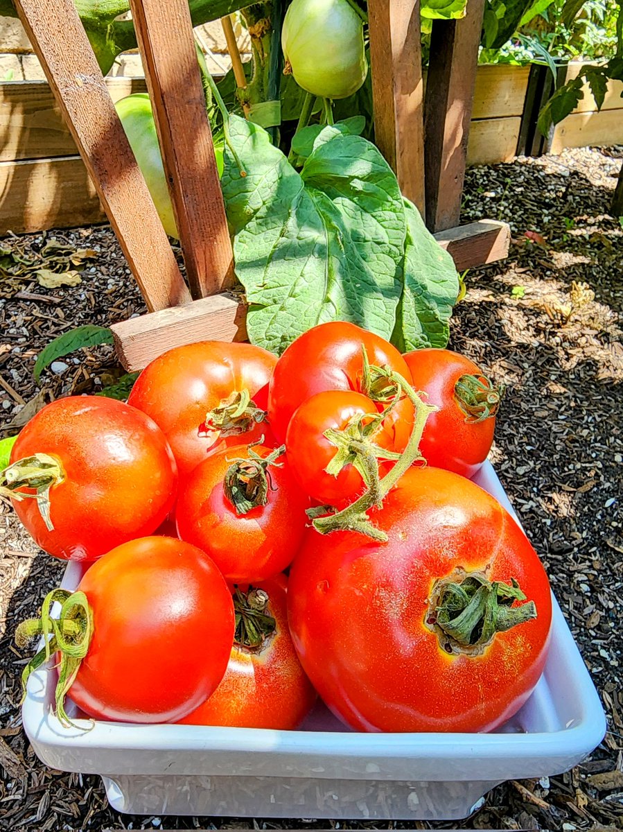 PersonandPlants's tweet photo. Caprese salad with garden tomatoes and basil. #yardtofork #yardtotable #growyourownfood #gardening https://t.co/PGqc2GMLms
