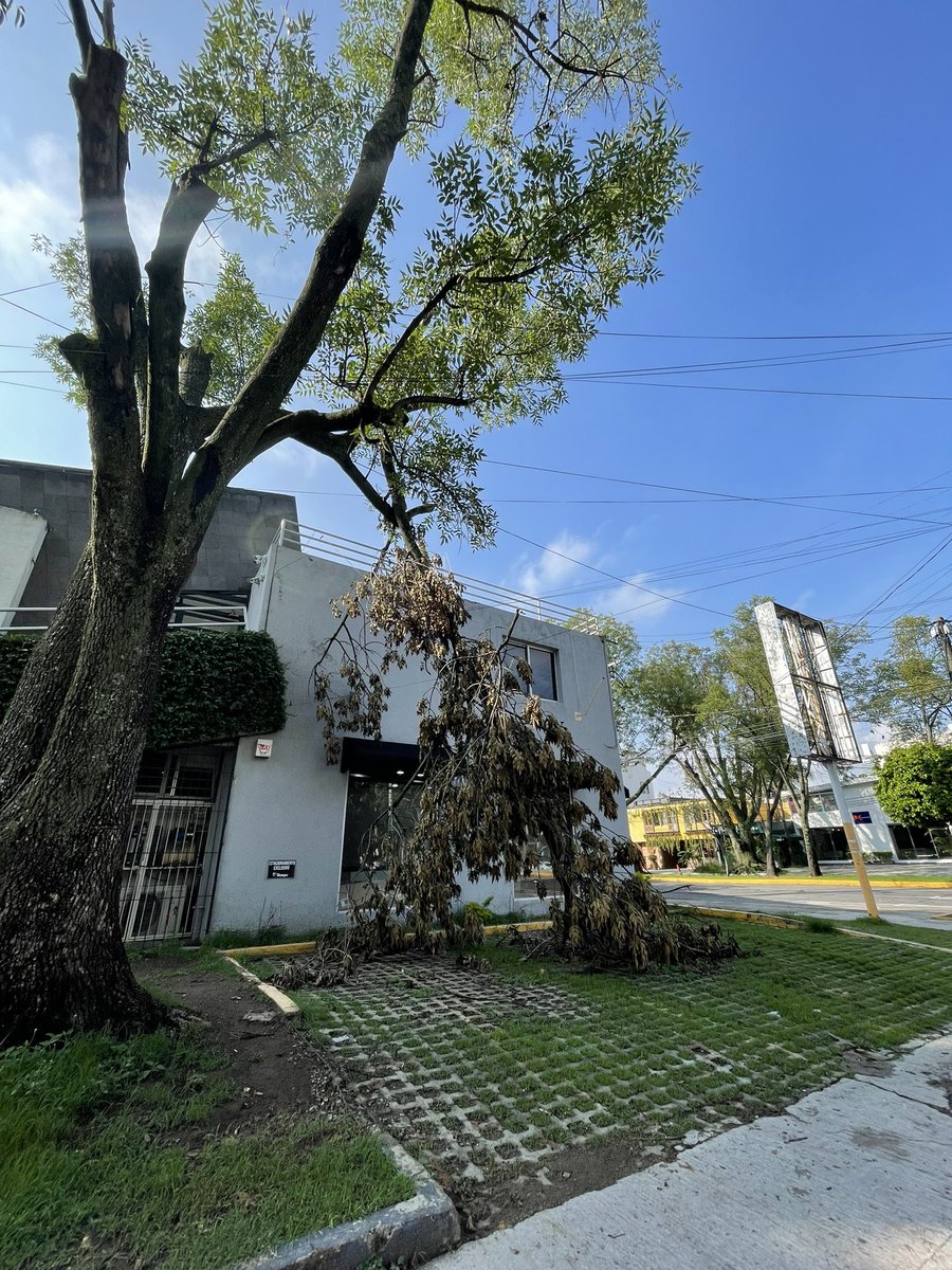 MARTHASILVA86's tweet photo. @PCJalisco @vallartanortesl rama de árbol reportada al 911 reporte: cs/20230724/00883 Golfo de Cortes 2946, esquina Nelson #vallartanorte #zonaminerva https://t.co/8BRz77eKTW