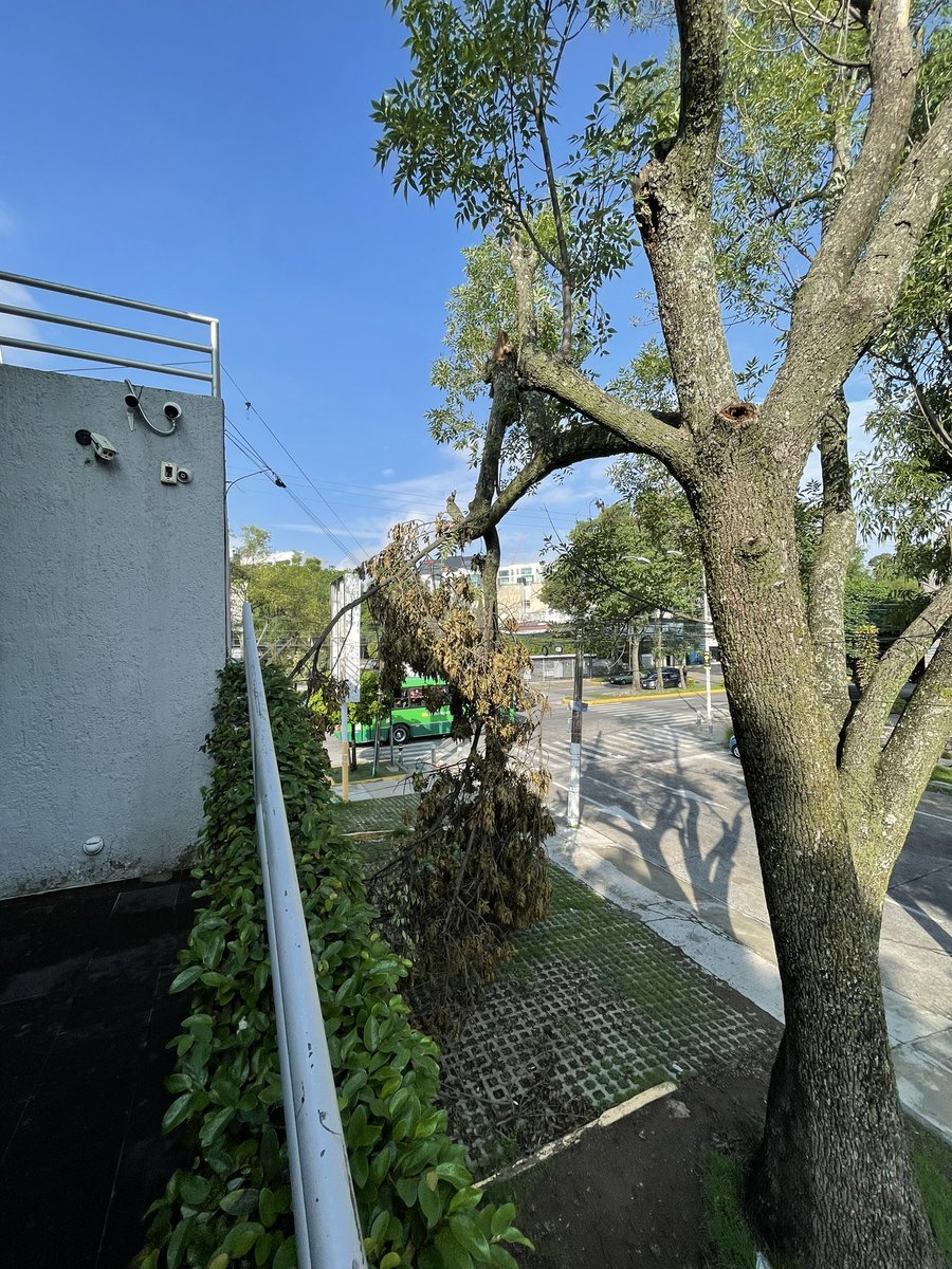 MARTHASILVA86's tweet photo. @PCJalisco @vallartanortesl rama de árbol reportada al 911 reporte: cs/20230724/00883 Golfo de Cortes 2946, esquina Nelson #vallartanorte #zonaminerva https://t.co/8BRz77eKTW