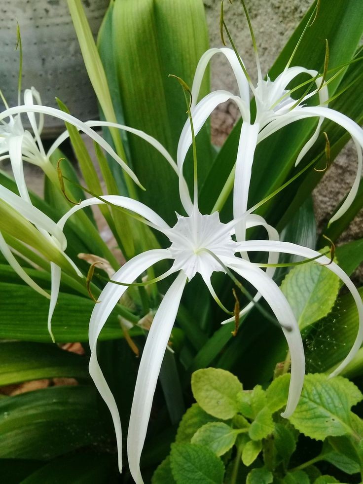 Lisette__2's tweet photo. Les belles fleurs sauvages du monde. Pas mes photos. https://t.co/G7GfKuFqZU