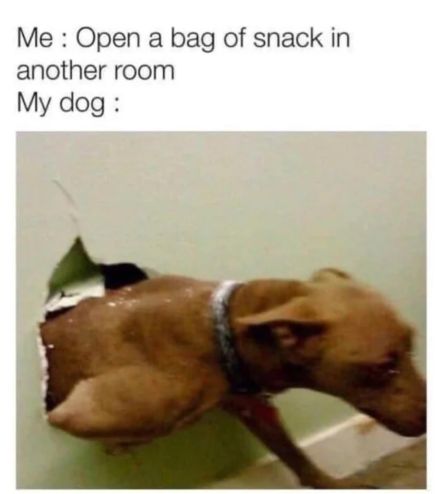WholesomeMeme's tweet photo. https://t.co/b9XlScO54e