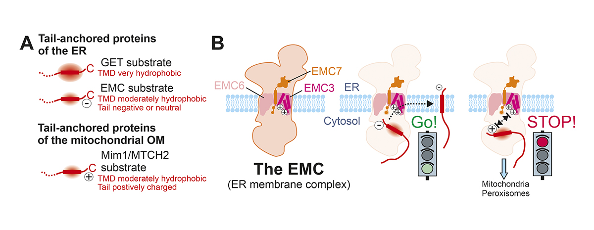 In Spotlight, Rapaport & @Herrmann_lab discuss work by @pleinerlab et al. (bit.ly/3o7aS4r) examining the mechanism underlying the the selectivity filter in the ER membrane protein complex to maintain the integrity of the ER proteome bit.ly/3JWkyGy #ER_Literature