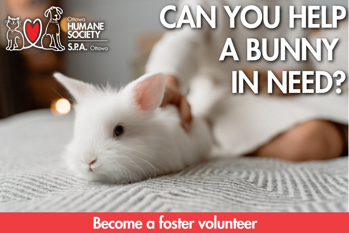 ottawahumane's tweet photo. There are many rabbits at the OHS who need the love and care only a foster volunteer can provide. Will you help a bunny in need? 

Become a foster volunteer: https://t.co/mOCIuKAqUQ https://t.co/hFmJgxLL4u
