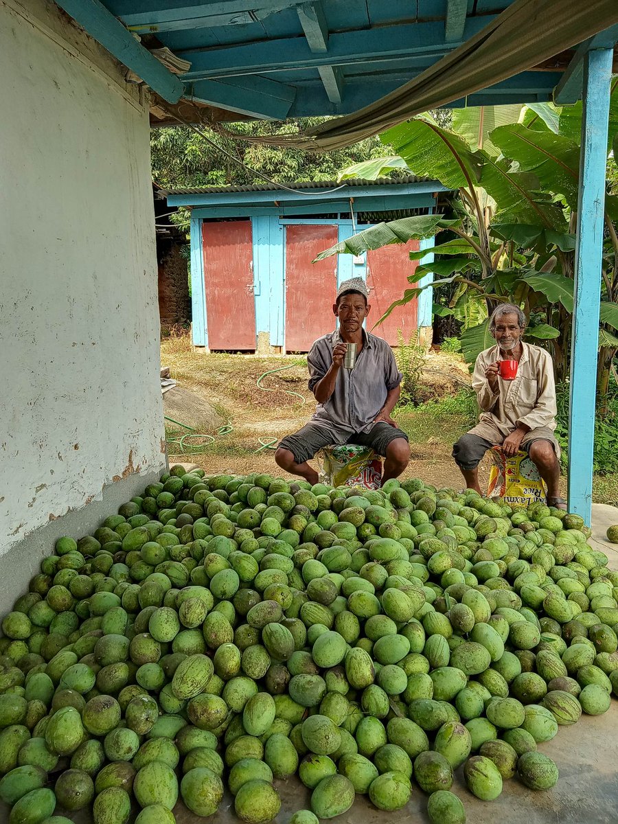 prabingura's tweet photo. Mango mania #JaraAgro #dhankutafarmhouse https://t.co/Am3hUSgKdJ