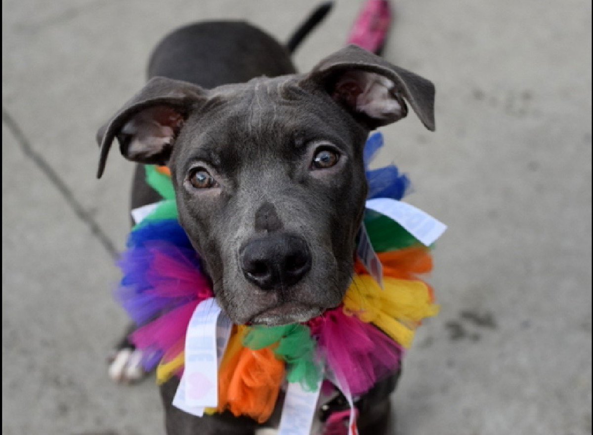 MyBoxerLuvMac1's tweet photo. 💔Kuzmoe💔
#NYCACC #110482 3y
▪️Relisted TBK: 7/27💉
Adorable sweetie adopted 2y ago, back limping stray!  Well behaved lev2, grt on leash. Adores ppl, wiggly. Needs loving, N.East #Adopter/#Foster, 4 security, 2 decompress + be yr BFF. 
Pls #pledge
DM @notthesameone2
💕Kuzmoe https://t.co/Bt2m750GkS