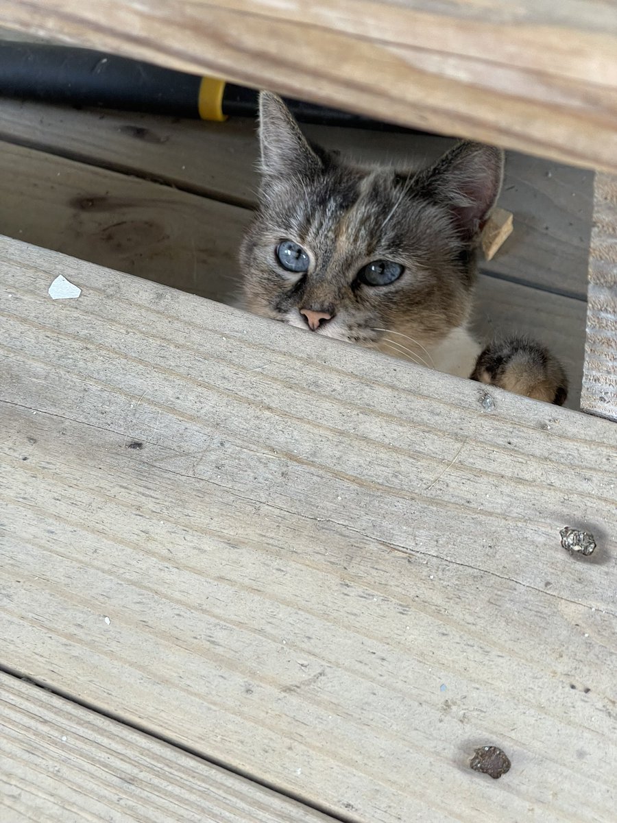 dtkordish's tweet photo. Who is it?
It’s Lucy
#neighborcat https://t.co/roLOEKP4s1