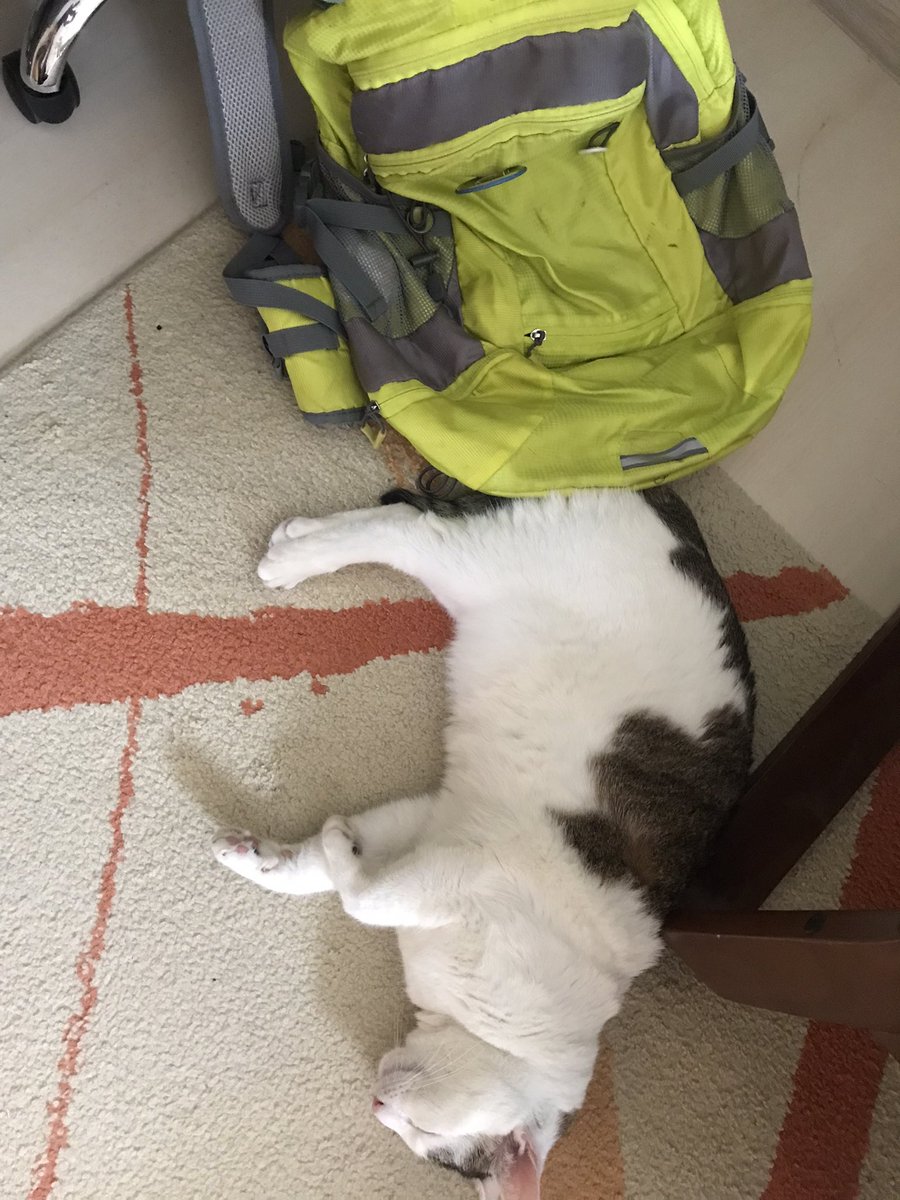 Veselko Pešut tweet media