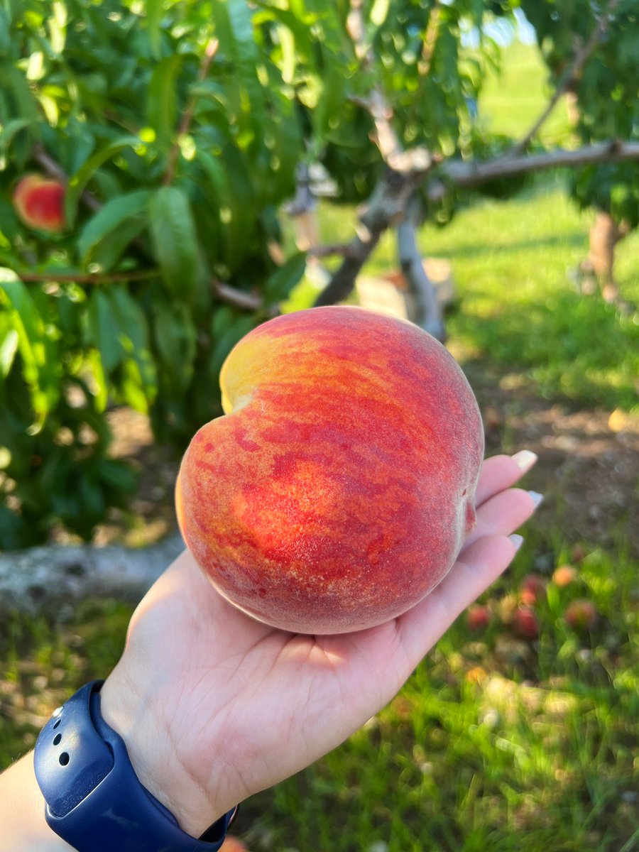 AgRoboticsLab's tweet photo. It’s #peach szn! Our #students out on the field enjoying some freshly picked peaches! 

#PennState #Agriculture #AgTech #PennStateExtension #PennStateResearch #WeAre #AgRobotics https://t.co/lXp2Qbi6VW