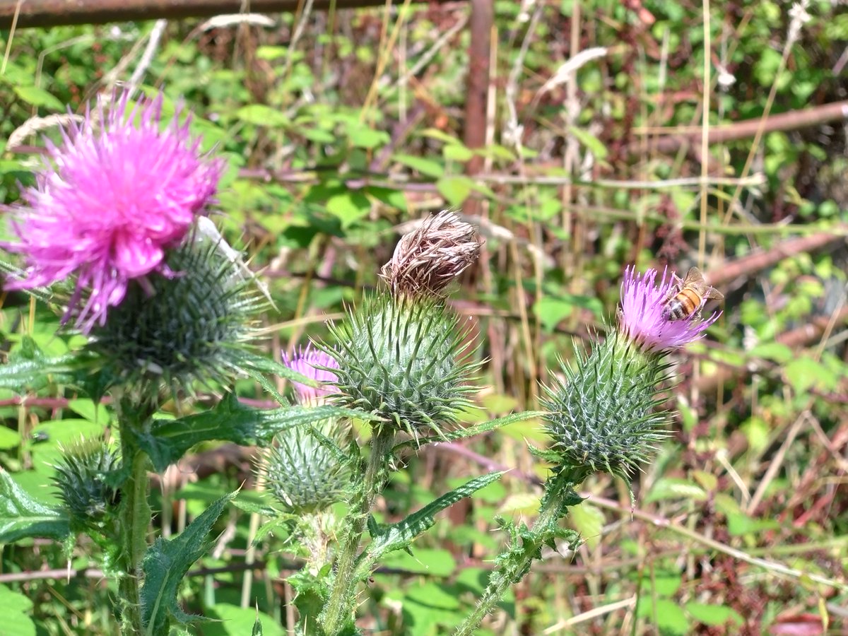 Spot the minibeasts 👇

Join our Magical Minibeasts walk Friday 28th July 1-3pm, meeting point Fort Victoria Country Park. View the full programme of summer walks - wightaonb.org.uk/whats-happenin…

Book your FREE ticket here - eventbrite.com/e/magical-mini…

#iowaonb #landscapesforlife