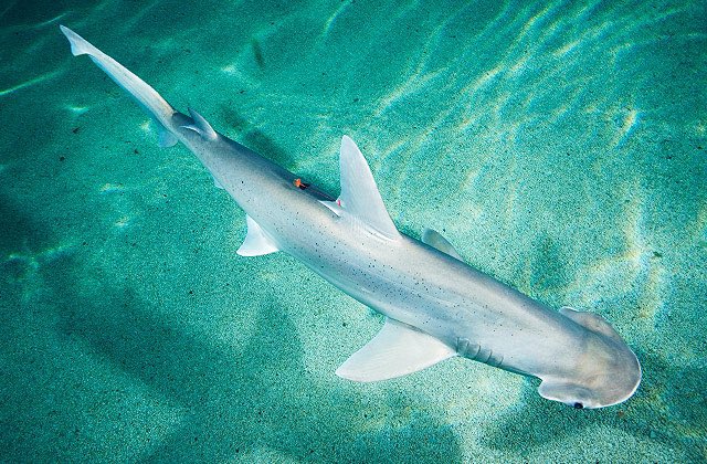 ☆ our lovely aquatic of the day is the bonnethead shark (sphyrna tiburo) !
☆ they say to face your fears ! you’ll overcome them and you got this !