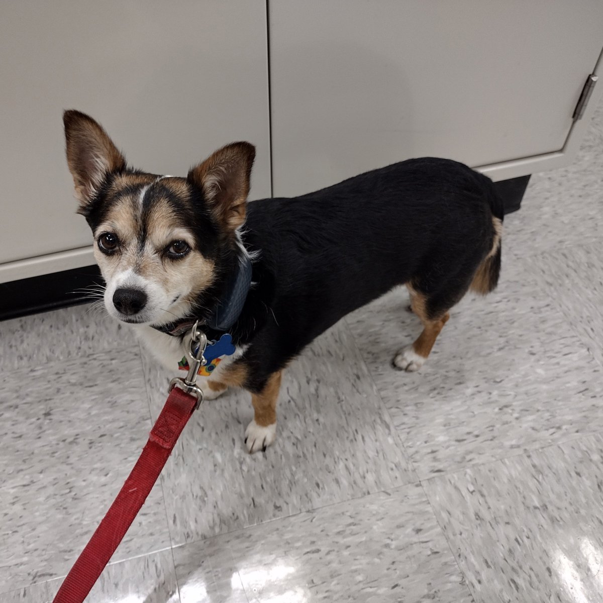 centrecodogs's tweet photo. Farrah had lots of fun finding treats. https://t.co/D1BnXZhDi9