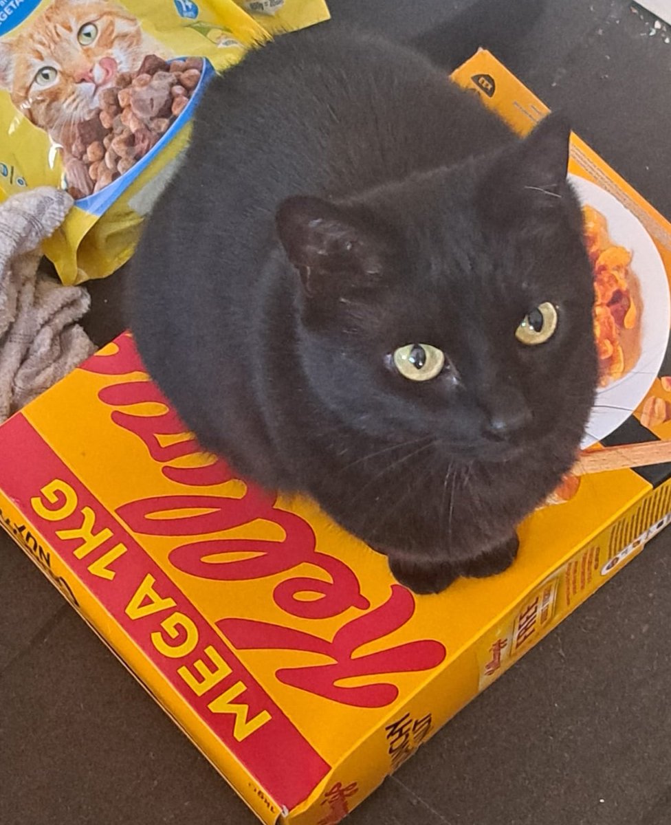 Shadowthecat22's tweet photo. Look at me I am cereal killer. I squash things. #blackcats #blackcatserialkillers
#angrycats https://t.co/Ac5Vx6gOv9