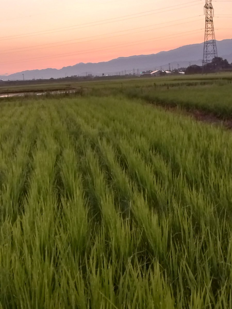 N29Kwi's tweet photo. おはようございます
今日も晴れ☀34ºc https://t.co/IVkwk2pxNH