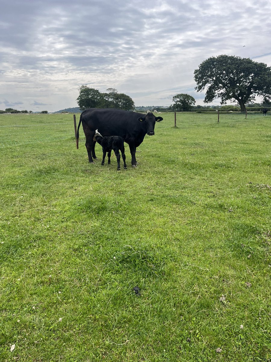 GeorgeSturla's tweet image. Last cow to calf today. All 12cows have  calved outside unassisted #angus #parthenaise #stabiliser