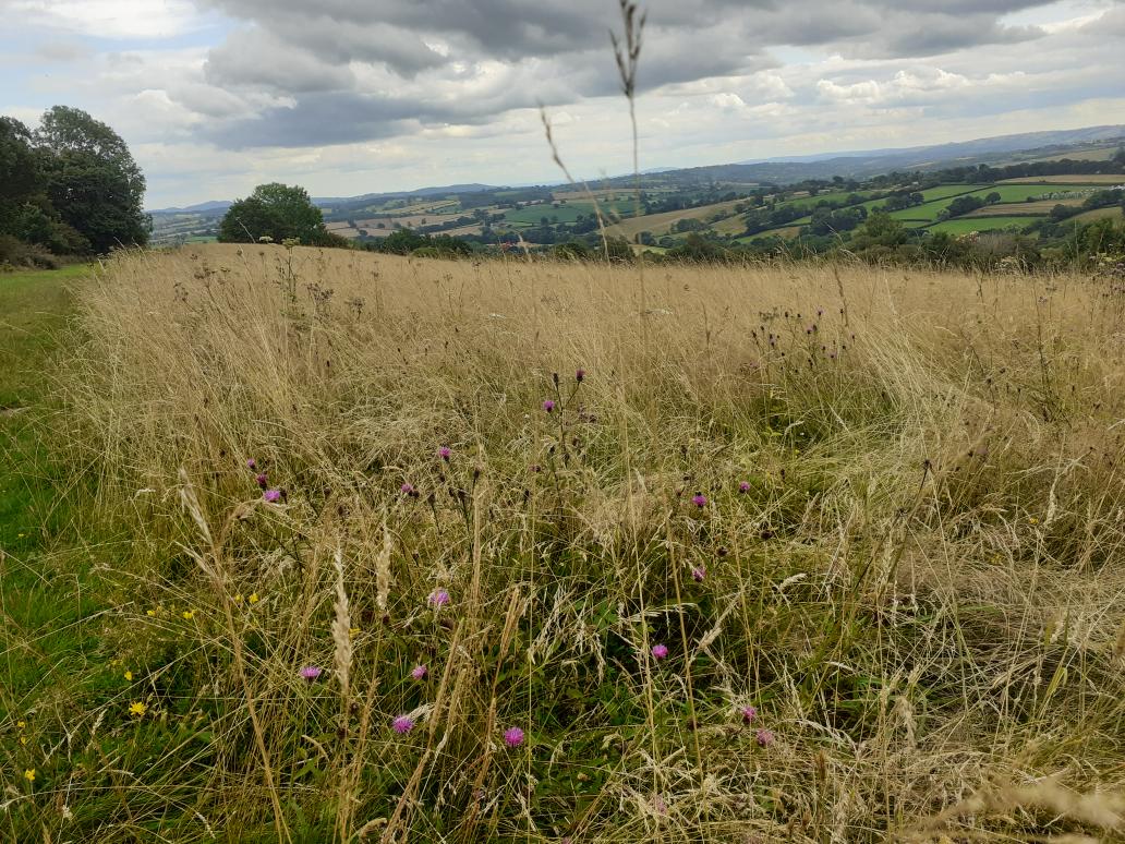 Ran a session with Stoke Prior gardening club yesterday on Bromyard Downs. Harebell blowing and a lovely view! @clan_cic <a href="/HeritageFundUK/">The National Lottery Heritage Fund</a>