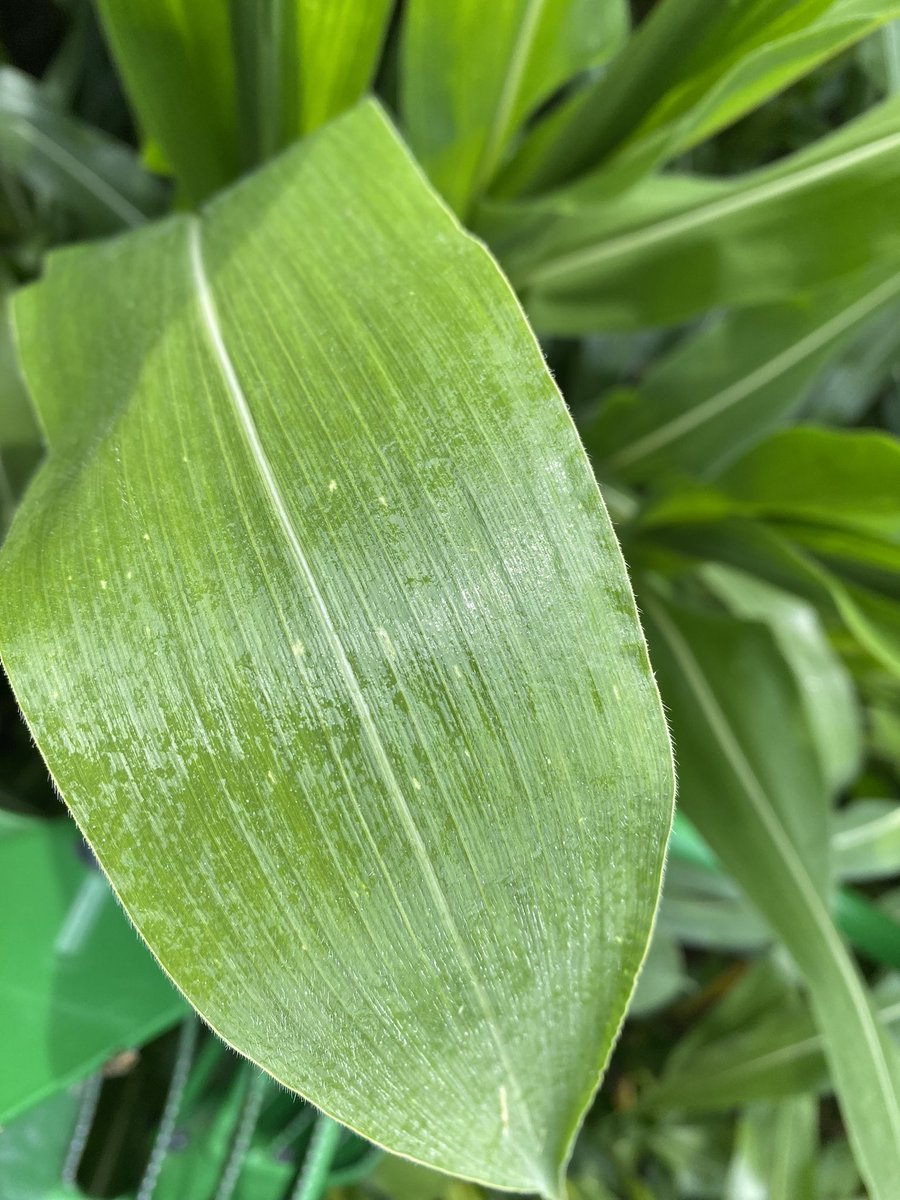 ROBERT SAUDER (@deere4044120) on Twitter photo First pic is way down in canopy. I think that’s pretty good coverage no? #mirivasneo <a href="/syngentacanada/">Syngenta Canada</a> <a href="/GarloughB/">Brad Garlough</a> First pic is way down in canopy. I think that’s pretty good coverage no? #mirivasneo <a href="/syngentacanada/">Syngenta Canada</a> <a href="/GarloughB/">Brad Garlough</a>