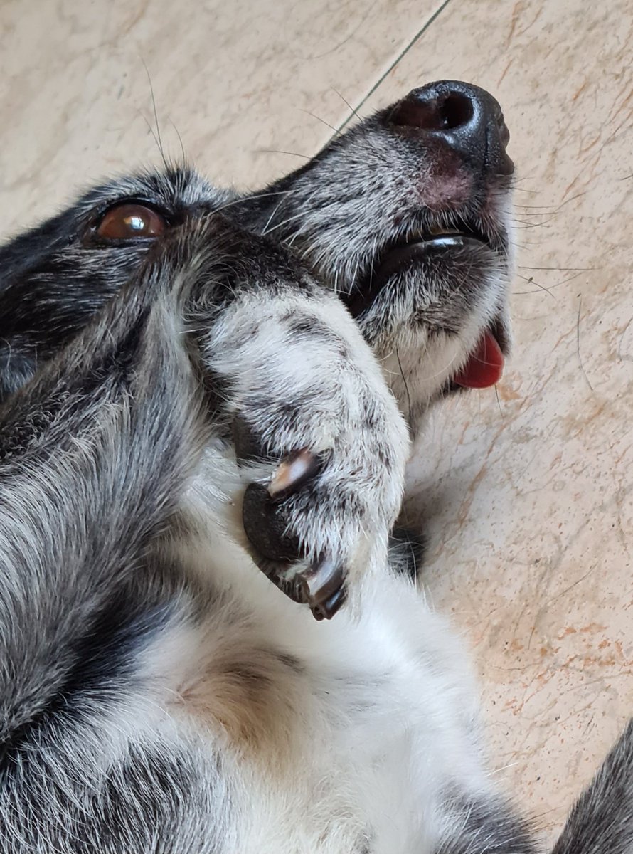 si tengo un perro-meme andante se dice y no pasa nada. 
adjunto pruebas. esa lengua??