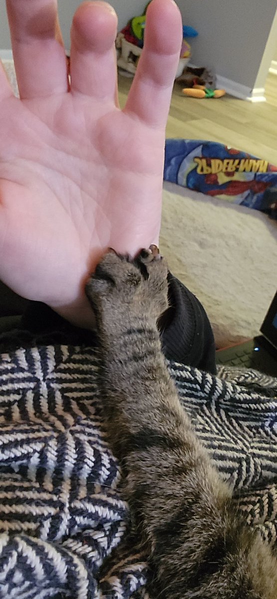 SamInCyberland's tweet photo. I would like everyone to know that my cat held my hand last night, and then fell asleep like this. https://t.co/37Voneqc1T