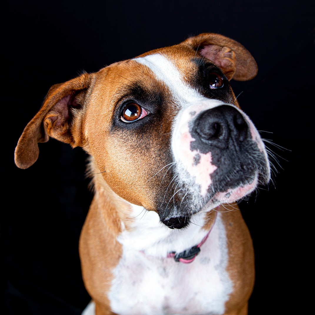 campingwithdogs's tweet photo. ✨ADOPTABLE DOG ALERT✨ Meet Gidget, a beautiful 2-year-old boxer who's sure to melt your heart! 🥰 

If you are hoping to add a funny, joyful, and loving new addition to the family, then Gidget is your girl! 💞 For more information, please visit: https://t.co/KcWUTsYqYw https://t.co/0YMPVCNyqB