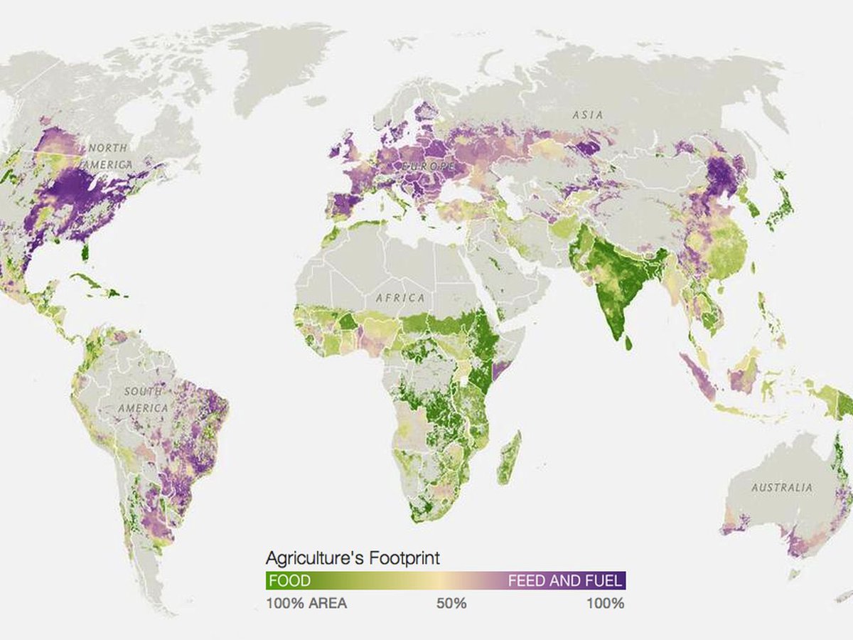 45% of cultivated crops (purple) are used to either make CO2-emitting fuel or feed methane-producing, water-consuming farmed animals for meat production.  As crops fail and food demand grows, this percentage will need to drop dramatically. Humans can eat lentils. #climatecrisis