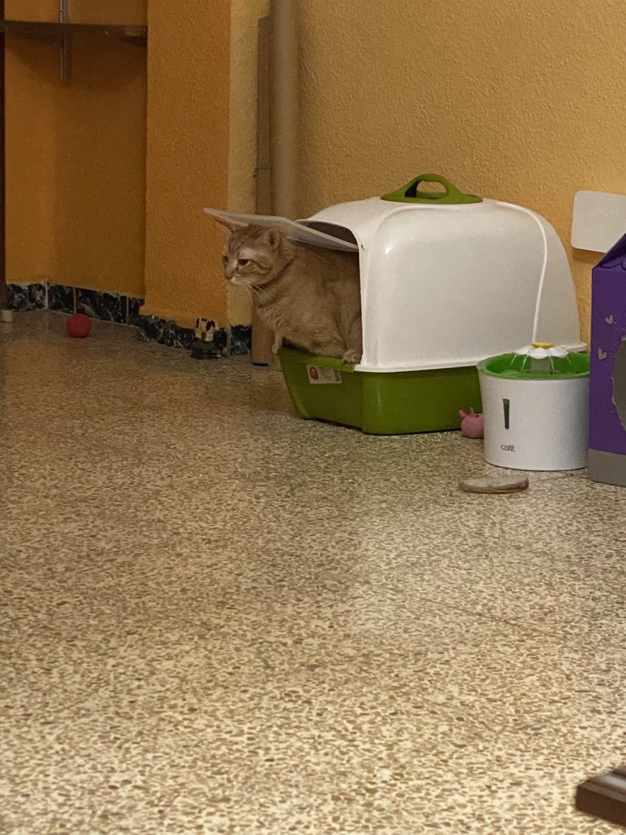 CrisPeBe's tweet photo. No consigo comprender por qué mi gato mea así https://t.co/n2SVQp65vr