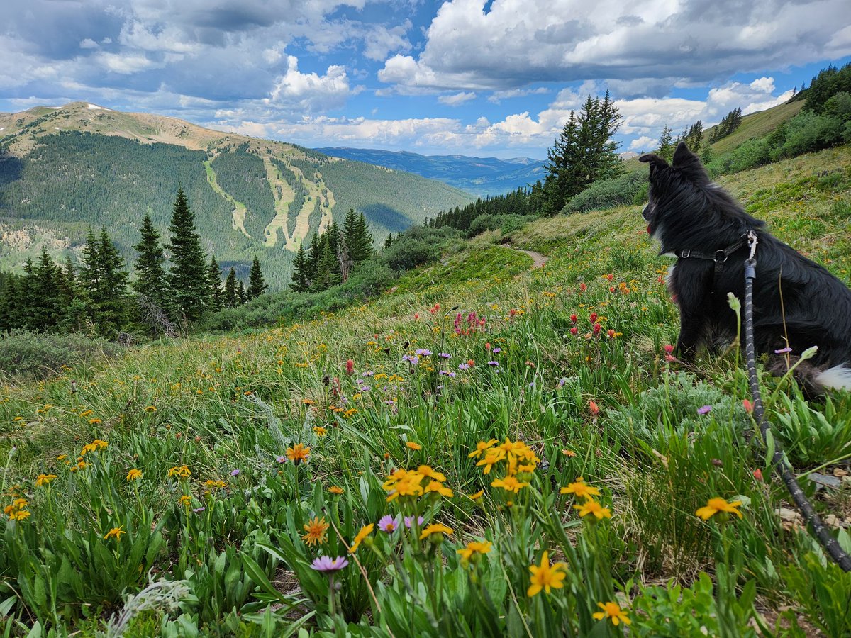 PurpleAlpenglow's tweet photo. This #hiking dog was disappointed to not find any snow fields close to the #hikingtrail on this #hot #July day for a #hike in #Colorado, but she did find some cold, clear streams along the way and sure enjoyed the #mountain #views and abundance of #wildflowers above #treeline. https://t.co/ygGVryuvvO