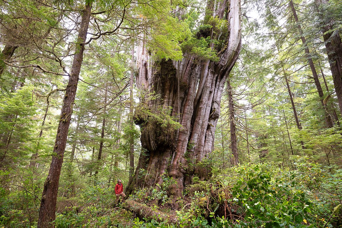 This is huge - literally! Canada's most impressive tree located in Ahousaht territory in Clayoquot Sound, BC. This massive #oldgrowth redcedar measures over 17 ft (5 m) wide near its base & 151 ft (46 m) tall, with a trunk that gets wider as it goes up! 🤯 ancientforestalliance.org/canadas-most-i…