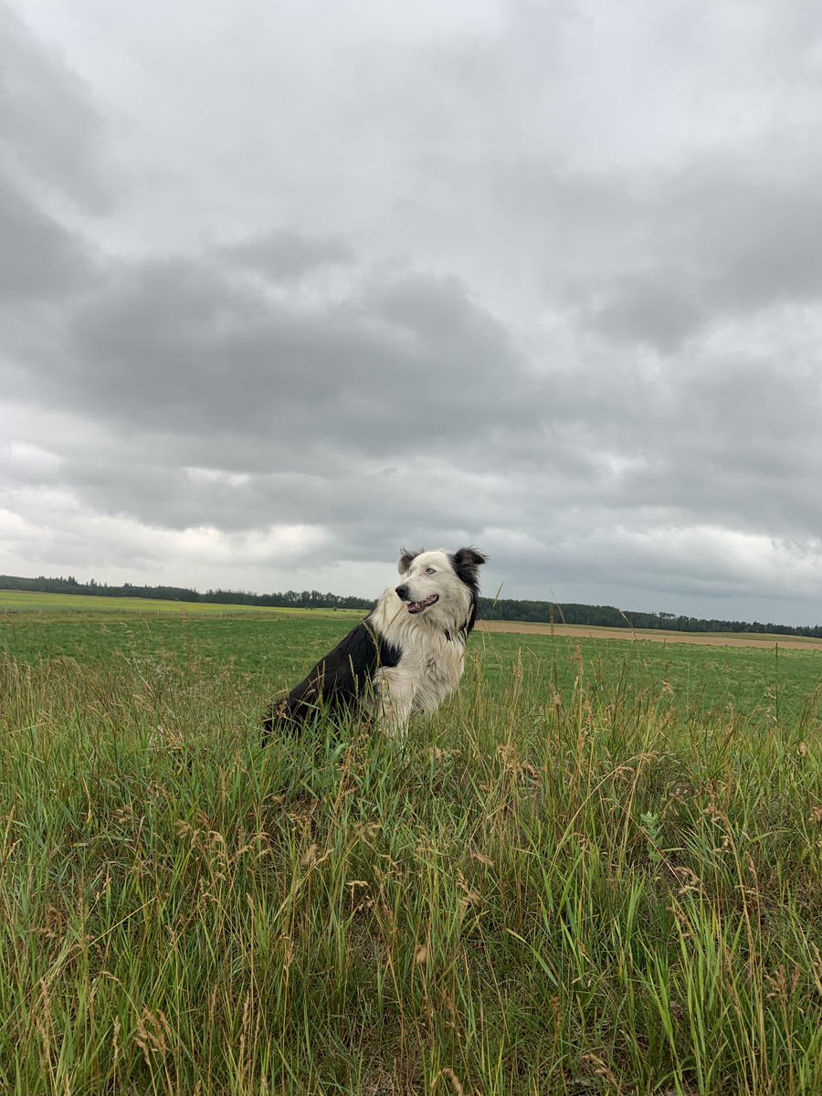 Getting a read on the room #Wyatt #Ranchdog #ranchlife