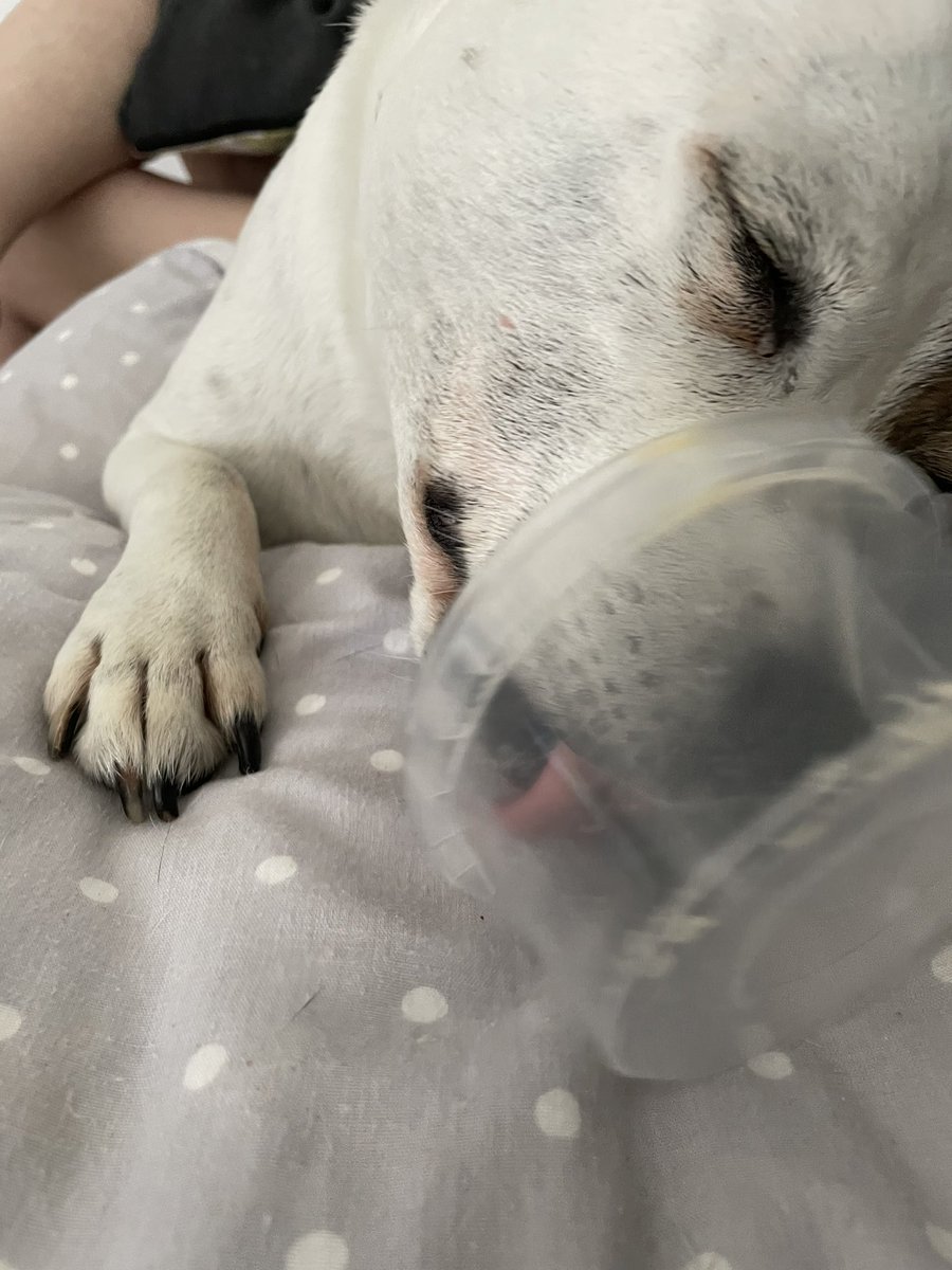 keelywheelee's tweet photo. @SeniorStaffy Tea, 14 in September. Enjoys sleeping (anywhere), eating (anything) and looking like a supermodel #dogphotographyday https://t.co/XAIlrSWdmf
