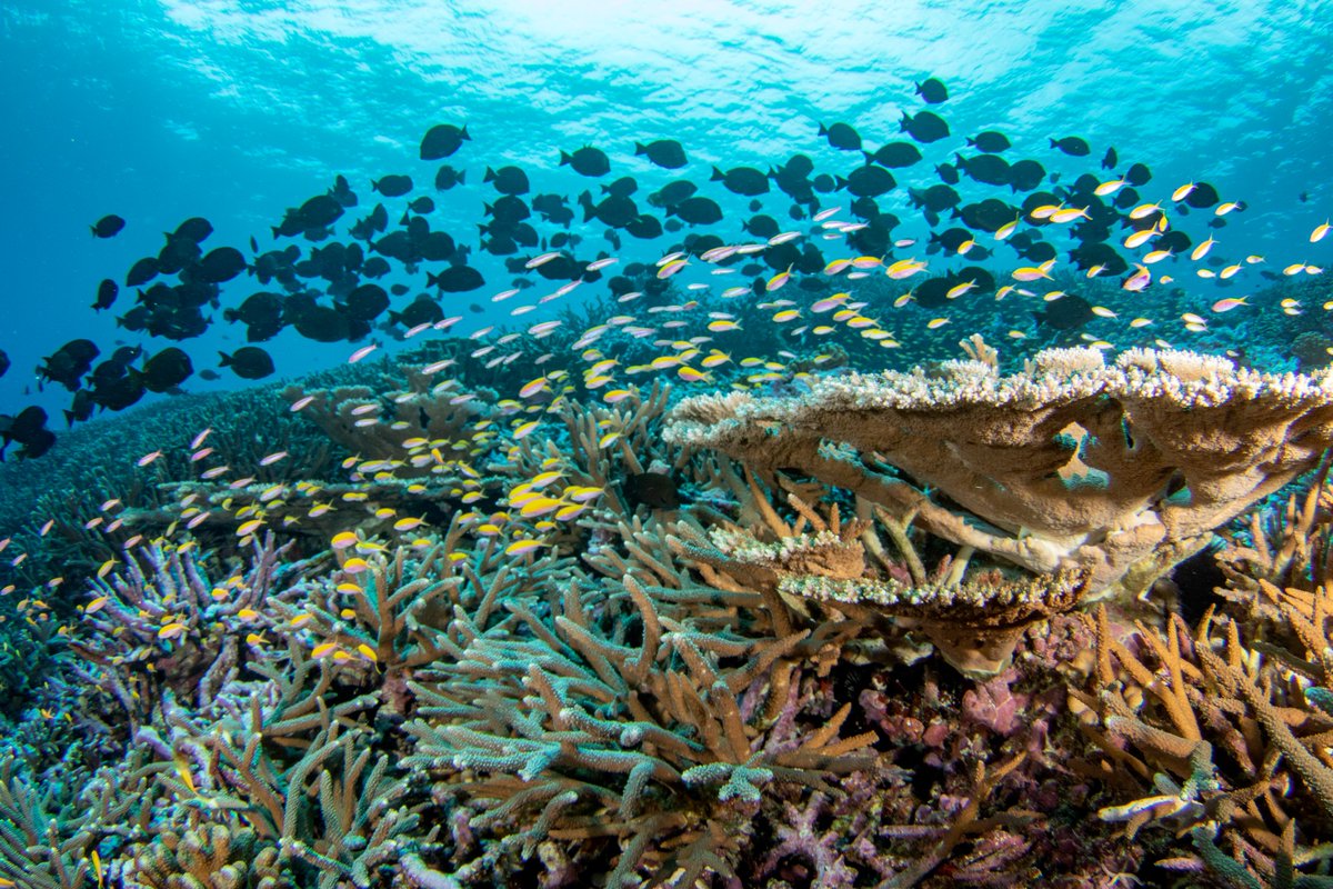 NOAAFish_PIFSC's tweet photo. How many fish can you count?!🐟🐠🐡It can be difficult to count large cloud-like swarms of small fish, but our highly trained scientists are up to the challenge! Learn more about the RICHARD Mission: https://t.co/85gKjzNfhx
#RICHARD2023 #PRIA #OurChangingOcean #NOAAScienceAtSea https://t.co/Y9qVOkueE1