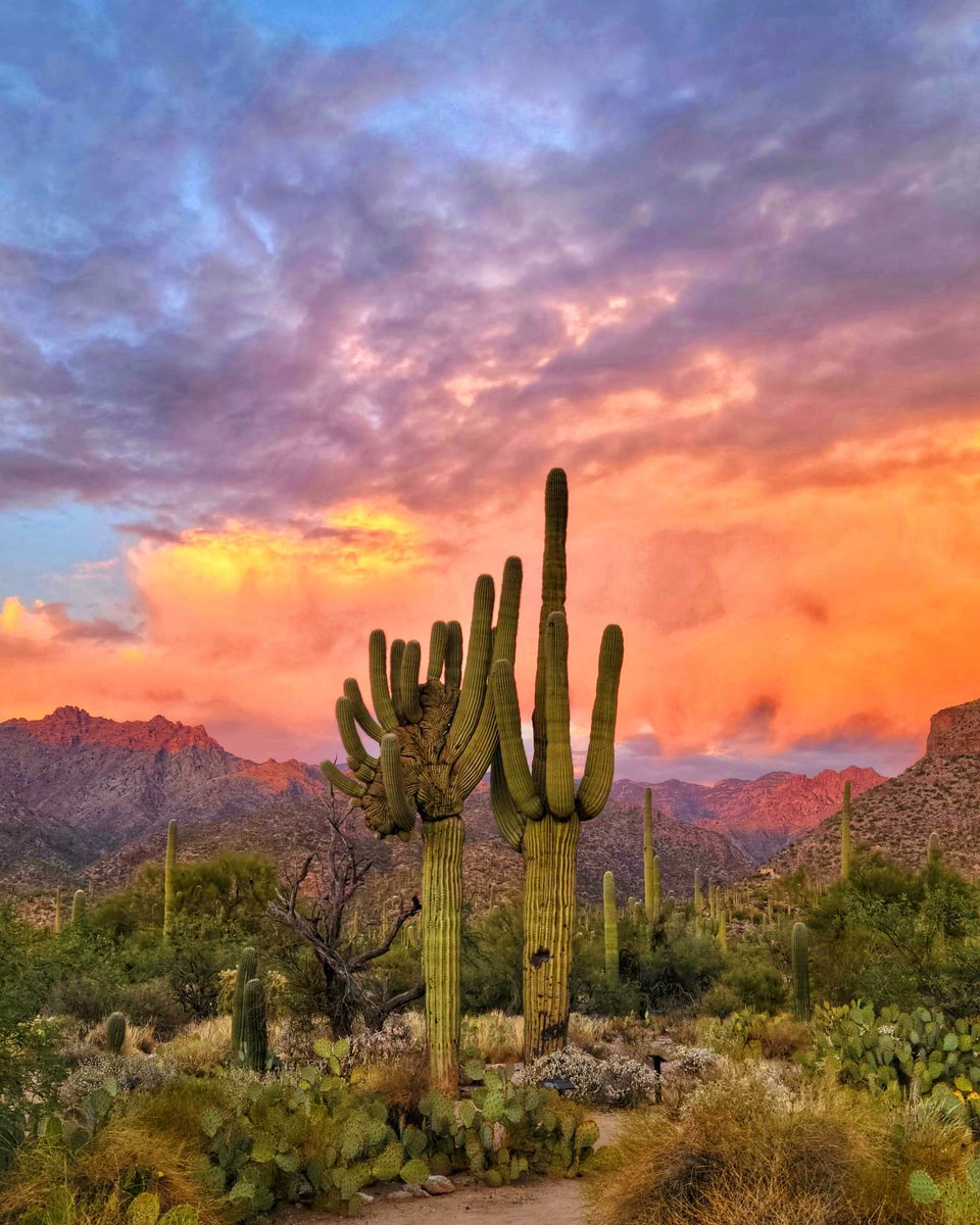 Here for the cotton candy skies. 🌵💘☁️ #📸: @taowind2012 #visitarizona #visittucson #monsoon #exploreaz #hikeaz