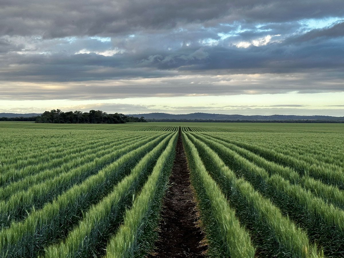 AgForce Queensland tweet media