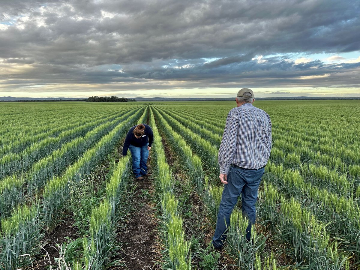 AgForce Queensland tweet media