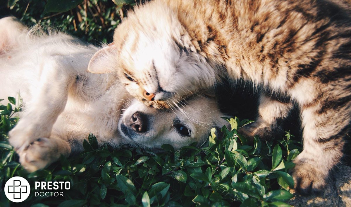 CBD has been making headlines in the world of medicine and alternative therapies for some time now. But what about using CBD for pets? Is it really possible to use this natural compound to treat various ailments in our furry friends?  prestodoctor.com/content/genera…