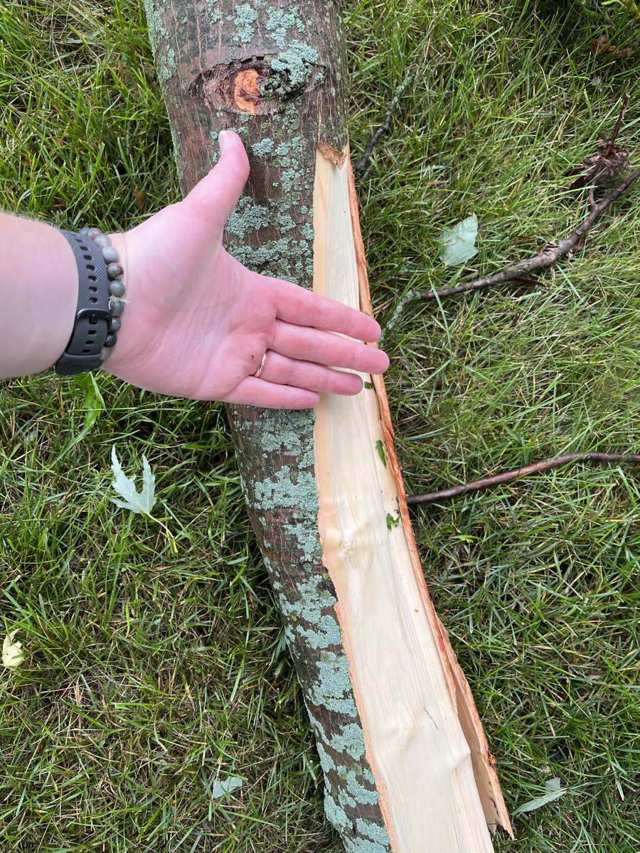 caitpenn's tweet photo. Lost a tree and some sizable limbs in this morning's storms around Belvidere, IL @NWSChicago @13wrex @skilling #ilwx https://t.co/1ceE08n3VH