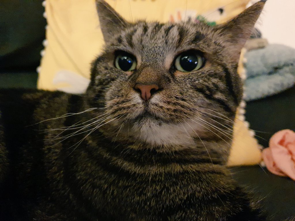 Lola The 3-Legged Cat 🏳️🌈👸🇺🇦 tweet media