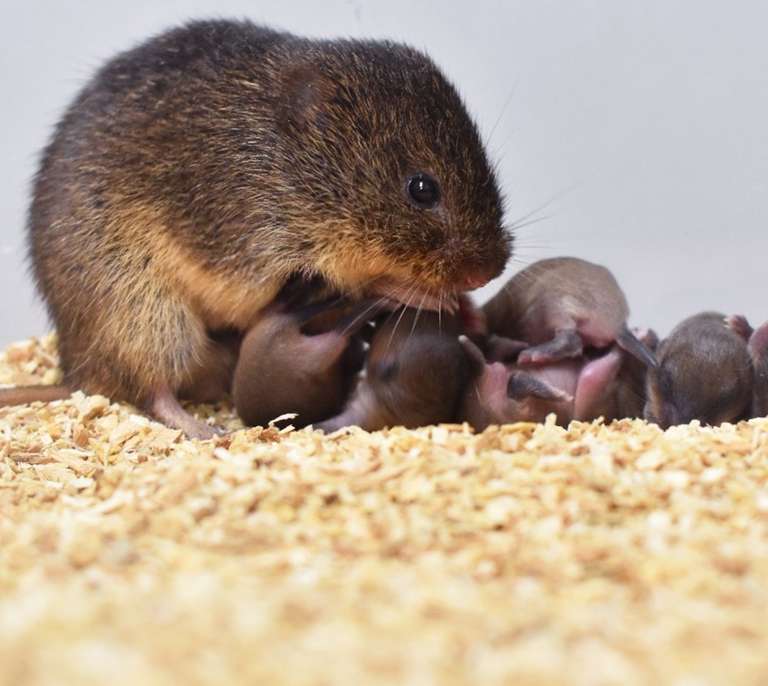 A study in prairie voles links parental care to slower biological aging and genetic expression changes in the brain. Among the findings: voles raised by attentive fathers were more likely to care for unrelated vole pups. In PNAS: ow.ly/PWMN50Pkzwt