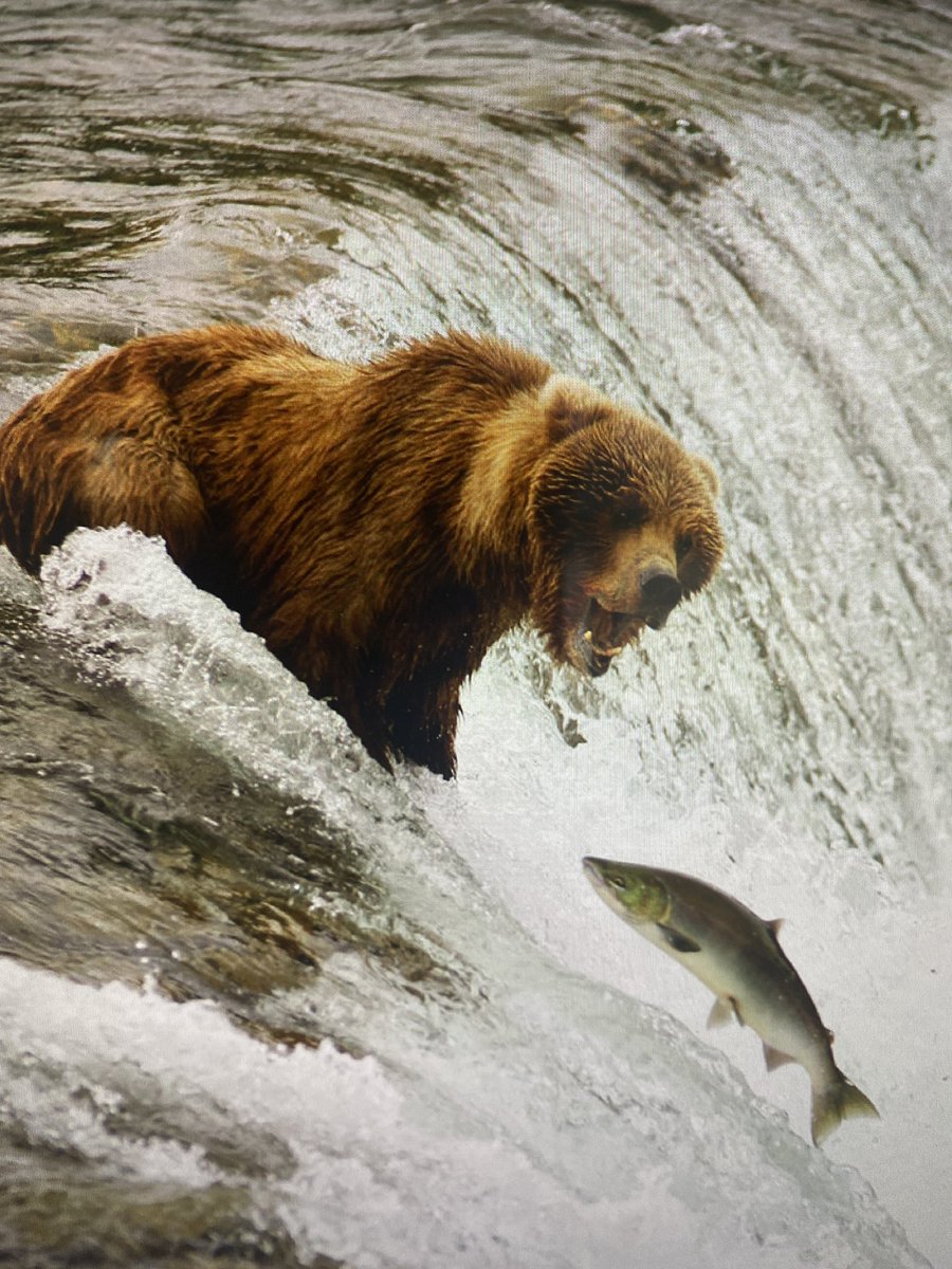 AlidareAABB's tweet photo. @GoldenBaboons #SilverBears Mining Club https://t.co/R7ZQcpc6J1