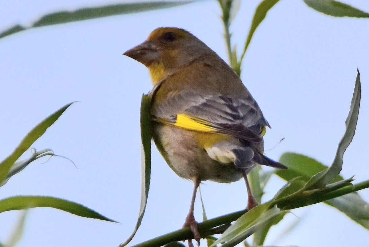 #greenfinch #finch #groenling #birds #birdphotos #birdphotography #birdwatching #vogelfotografie #photoeveryday #wildbirds #wildbirdphotography #naturephotography #nikon #nikonphotography #wildlifephotography #nature #naturephotography #photochallenge #PhotoChallenge2023July