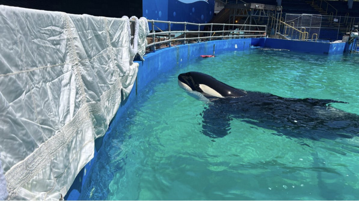 Sk'aliCh'elh-tenaut (Tokitae / Lolita) summer update - mailchi.mp/sacredsea.org/…