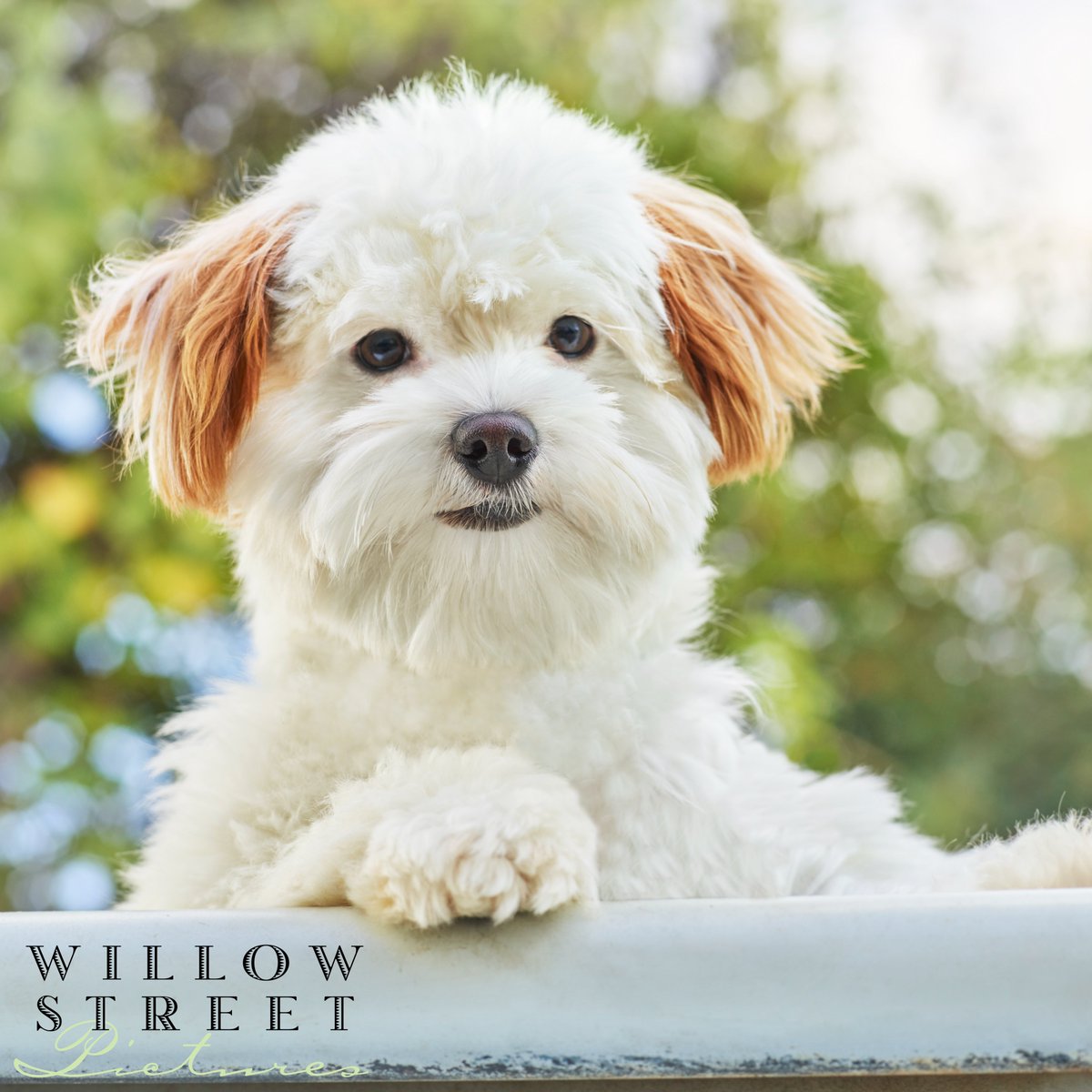 WillowStreetPic's tweet photo. Did you know it's National Dog Photography Day?! This one was made for us!! 🐩

#dogphotographyday #willowstreetpictures #photography #photographystudio #smallbusiness #fineartphotography https://t.co/IityP7Ea18
