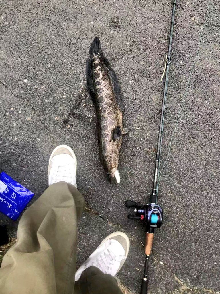 昨日战绩实录
黑鱼  大约2kg 
解锁新鱼种 非常刺激的初体验