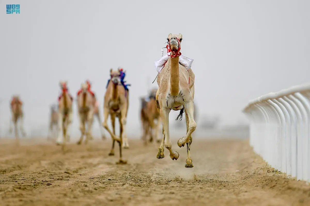 #الطائف محط أنظار عشاق كرة القدم والفروسية والهجن.
#واس